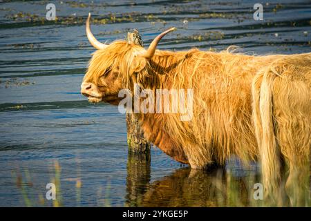 Bétail Highland, se rafraîchissant dans la mer au large de la côte ouest de l'Écosse par une journée ensoleillée. Banque D'Images