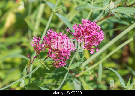 Belles fleurs roses de Valeriana rubra. la valériane rouge, la valériane de l'éperon, le baiser-me-vite, la brosse du renard, la barbe du diable, la barbe de Jupiter. un gard populaire Banque D'Images