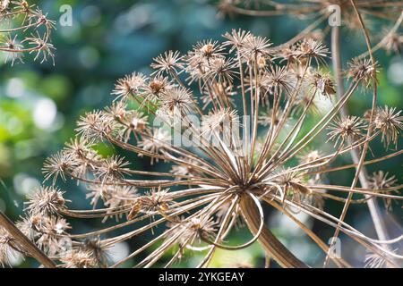 Inflorescence d'Heracleum mantegazzianum en automne. fleur de roue géante en hougweed, persil géant de vache, panais géant de vache, hogsbane. Banque D'Images