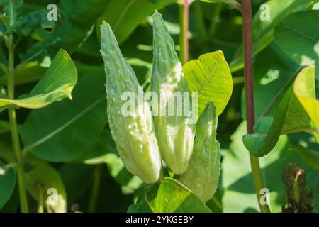 Follicule mature d'Asclepias syriaca. Aspersion commune, fleur de papillon, aspersion à soie, moût d'hirondelle soyeux, aspersion à soie de Virginie. plante à fleurs. un clonal Banque D'Images