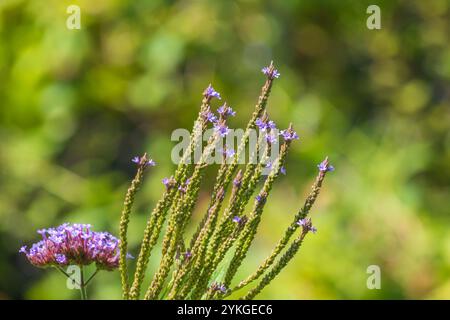 Belles fleurs violettes de Verbena hastata. Verveine américaine, verveine bleue, joie de Simpler, verveine marécageuse. plante à fleurs vivace. Banque D'Images