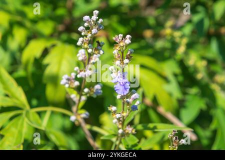 Fleurs violettes Vitex negundo. Le chaste chinois, le chaste à cinq feuilles, le fer à cheval vitex, nisinda. un grand arbuste aromatique. Banque D'Images