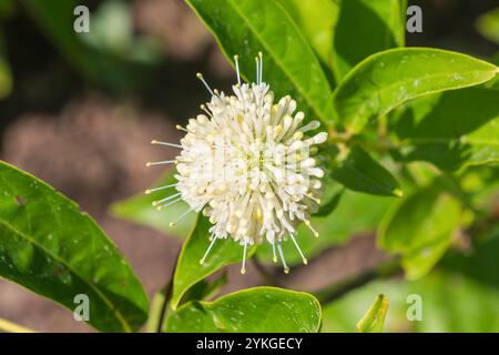 Belle fleur blanche Cephalanthus occidentalis. buisson, buisson commun, bouton-saule, buck-brush, cloches de miel. une espèce de plante à fleurs Banque D'Images