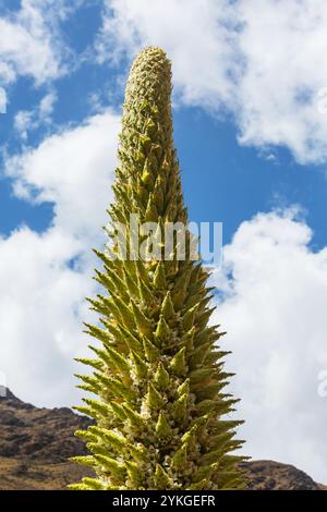 Plantes Puya raimondii très haut dans les Andes péruviennes, l'Amérique du Sud. Banque D'Images