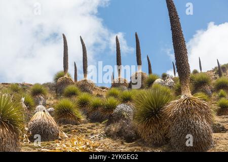 Plantes Puya raimondii très haut dans les Andes péruviennes, l'Amérique du Sud. Banque D'Images