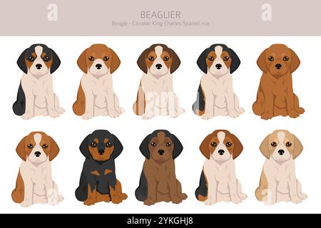 Beagle Cavalier King Charles Spaniel mix. Beaglier clipart. Différentes couleurs de manteau définies. Illustration vectorielle Illustration de Vecteur