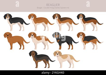 Beagle Cavalier King Charles Spaniel mix. Beaglier clipart. Différentes couleurs de manteau définies. Illustration vectorielle Illustration de Vecteur