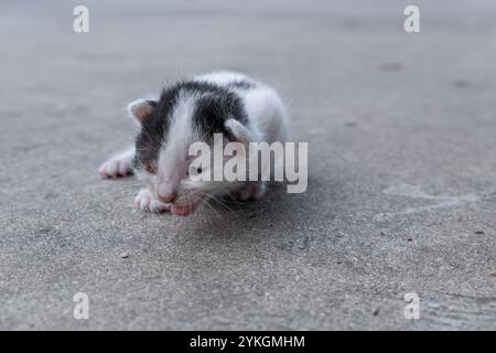 un chaton borgne abandonné pauvre gémit et rampait avec difficulté Banque D'Images