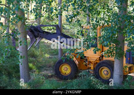 industrie forestière. opérateur de la machine empilant des grumes coupées pendant une opération de diagraphie. Banque D'Images
