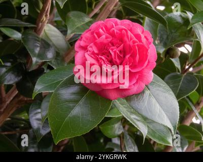 Fleur de forme pivoine rose camélia commune. Double camélia japonais informel. Plante ornementale Camellia japonica. Banque D'Images