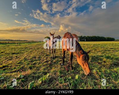 Paysage atmosphérique de Drenthe à Rolder Diep pendant le coucher du soleil avec un troupeau de chevaux bruns à cheval dans la lumière chaude du soleil couchant contre un backgroun Banque D'Images