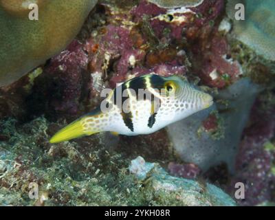 Petits poissons à motifs, mimétisme (Paraluteres prionurus), baignade près d'un récif coloré, site de plongée Twin Reef, Penyapangan, Bali, Indonésie, Banque D'Images