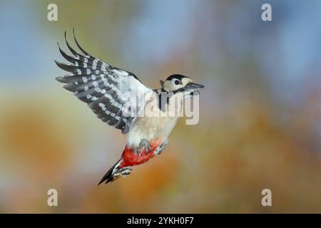 Grand pic tacheté (Dendrocopus major), en vol, faune, pics, photographie de la nature, automne, photographie de la nature à grande vitesse, Neunkirchen Banque D'Images