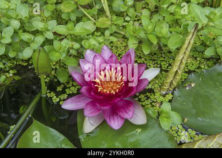 Nénuphar rouge (Nymphée) sur feuilles vertes dans un étang, canard, Bade-Wuertemberg, Allemagne, Europe Banque D'Images