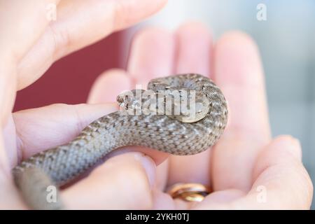 un petit bébé serpent sauvage s'enroule autour de lui au centre des paumes des mains d'une femme anonyme. C'est une belle scène de nature sauvage et humaine Banque D'Images