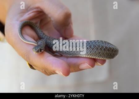 La main d'une femme avec une paume ouverte tient soigneusement un petit serpent sauvage. Nature sauvage et délicatesse unies Banque D'Images