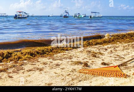 Balai de feuilles de râteau de jardin de Pitchfork et beaucoup de sargazo d'algues rouges très dégoûtant à la plage tropicale mexicaine à Playa del Carmen Mexique Banque D'Images