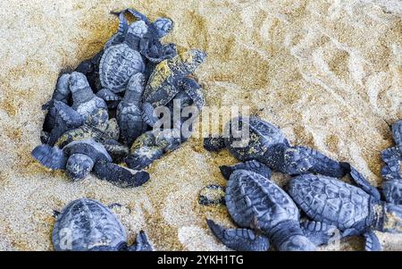 Beaucoup de petites tortues rampent hors du sable nid à la mer à Mirissa Beach Matara District Province Sud Sri Lanka Banque D'Images