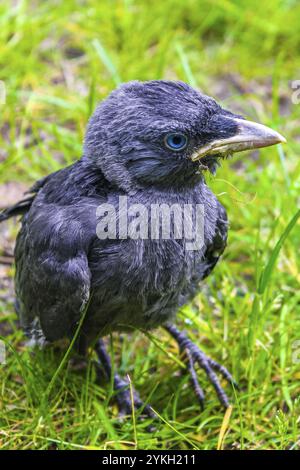 Jeune corbeau noir Jackdaw Corvus monedula avec les yeux bleus assis dans l'herbe verte et sur un fond vert à Klushof Bremerhaven Allemagne Banque D'Images