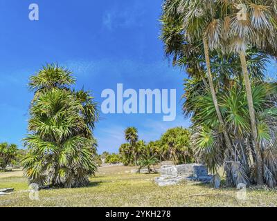 Site maya des ruines antiques de Tulum avec des ruines de temple pyramides et des objets dans la forêt tropicale naturelle jungle palmiers et paysage marin vue panoramique à Tulum Banque D'Images