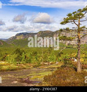 Panorama avec des sapins et des montagnes dans le paysage naturel de Treungen en Norvège Nissedal Banque D'Images