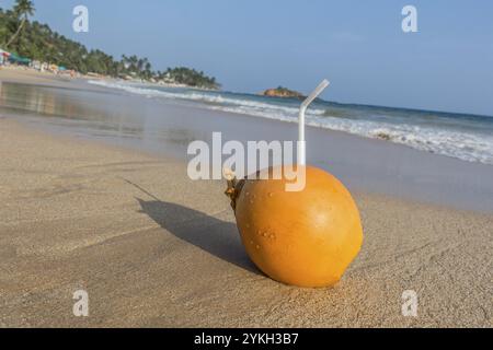 Noix de coco avec paille à boire. Mirissa Beach dans la belle île Sri Lanka Banque D'Images