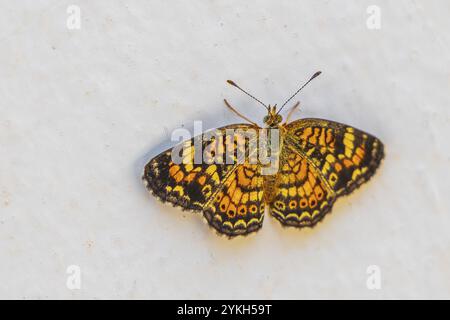 Coloré bel insecte papillon jaune orange assis sur le fond blanc du mur à Playa del Carmen Quintana Roo Mexique Banque D'Images