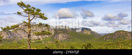 Panorama avec des sapins et des montagnes dans le paysage naturel de Treungen en Norvège Nissedal Banque D'Images