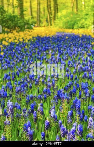 Fleurs colorées bleues jacinthe de raisin Muscari armeniacum et tulipes et jonquilles jaunes à Keukenhof à Lisse, pays-Bas Banque D'Images