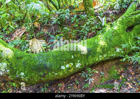 Forêt tropicale naturelle de jungle avec de grands arbres sentier de randonnée et chemin à Praia Lopes Mendes sur la grande île tropicale Ilha Grande à Angra dos Reis Rio Banque D'Images