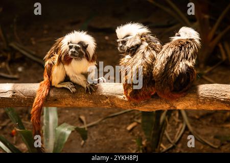 Un groupe de singes Cotton Top Tamarin sur une branche Banque D'Images