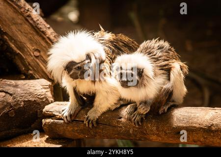 Un groupe de singes Cotton Top Tamarin sur une branche Banque D'Images