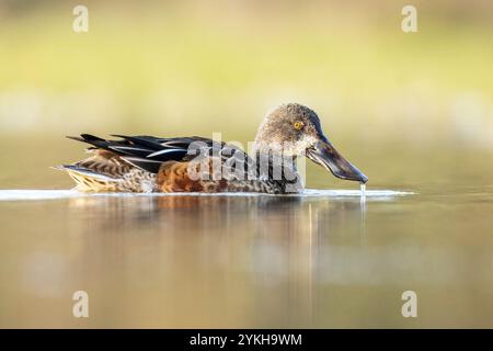 Pelle nordique, spatule Clypeata, homme, plumage Eclipse, Riserva Naturale, Isola della Cona, Italie du Nord-est Banque D'Images