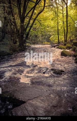 Golitha Falls. La rivière Fowey coule à travers l'ancienne forêt de chênes de Draynes Wood sur Bodmin Moor en Cornouailles au Royaume-Uni. Banque D'Images