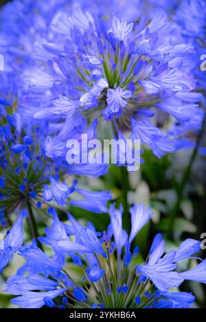 Gros plan sur les fleurs d'une plante Agapanthus poussant dans un jardin à Newquay en Cornouailles au Royaume-Uni. Banque D'Images