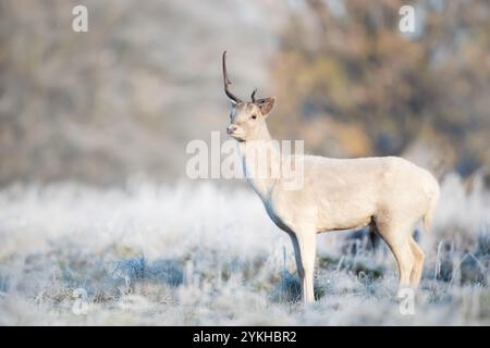 Cerf en jachère en hiver, Royaume-Uni. Banque D'Images