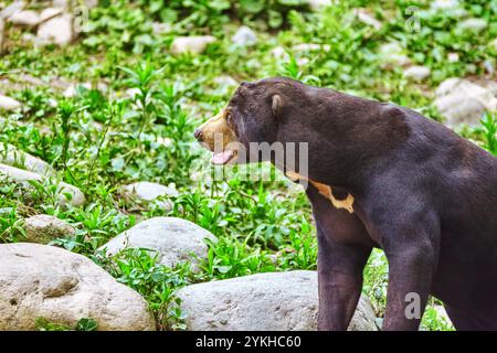 Ours malais(plus petit ours) dans son habitat naturel. Banque D'Images