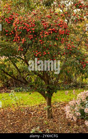 Brillant Cornus Kousa 'John Slocock' dans ses couleurs d'automne avec 'fruit'. Légitime, séduisant, fiable, authentique, d'humeur sombre, nouveau, sain, soulful Banque D'Images