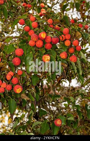 Brillant Cornus Kousa 'John Slocock' dans ses couleurs d'automne avec 'fruit'. Légitime, séduisant, fiable, authentique, d'humeur sombre, nouveau, sain, soulful Banque D'Images