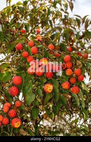 Brillant Cornus Kousa 'John Slocock' dans ses couleurs d'automne avec 'fruit'. Légitime, séduisant, fiable, authentique, d'humeur sombre, nouveau, sain, soulful Banque D'Images