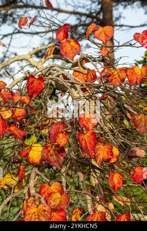 Couleur étonnante des feuilles de Cercis canadensis 'Ruby Falls' sur l'arbre à la fin de l'automne. Séduisant, fiable, authentique, Moody, nouveau, en bonne santé, émoi, Banque D'Images