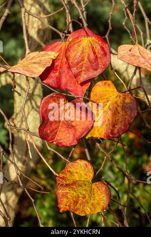 Couleur étonnante des feuilles de Cercis canadensis 'Ruby Falls' sur l'arbre à la fin de l'automne. Séduisant, fiable, authentique, Moody, nouveau, en bonne santé, émoi, Banque D'Images