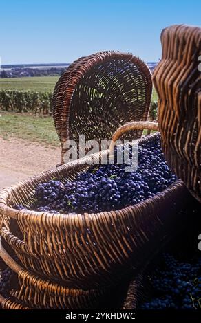 Vendange des raisins Pinot Noir, dans des paniers traditionnels bourguignons dans un vignoble ensoleillé avec des raisins Pinot Noir premier cru fraîchement récoltés du vignoble les Chaillots Aloxe Corton Bourgogne France vendanges Bourgogne France Banque D'Images