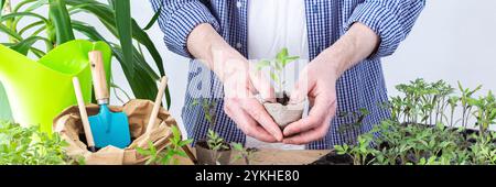 En piquant, un homme transplante de jeunes plants de tomates et de poivrons dans des pots écologiques, transplantant des plants de récipients en plastique dans des pots de tourbe, se préparant à la plantation de printemps dans le sol, bannière Banque D'Images