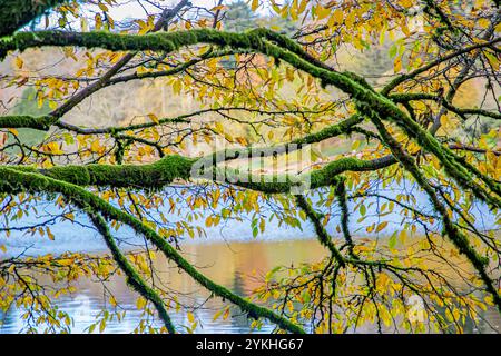 Regardant à travers des branches couvertes de mousse couvertes de feuilles colorées en automne de brun, vert et jaune sur un lac par une journée ensoleillée Banque D'Images