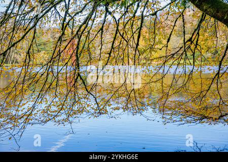 Regardant à travers des branches couvertes de mousse couvertes de feuilles colorées en automne de brun, vert et jaune sur un lac par une journée ensoleillée Banque D'Images