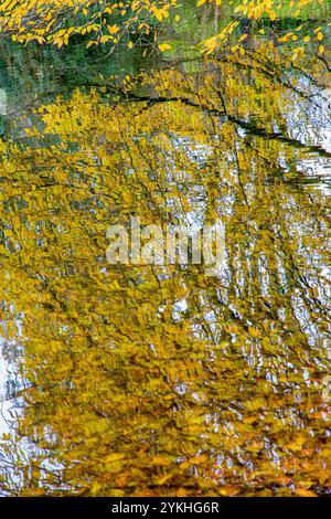 Reflets de branches couvertes de mousse et feuilles colorées d'automne de brun, vert et jaune dans une eau ondulée par une journée ensoleillée Banque D'Images