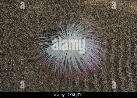 Fleur de Barringtonia asiatica (également connu sous le nom d'arbre empoisonné de poisson, putat ou arbre empoisonné de mer) sur une plage Banque D'Images