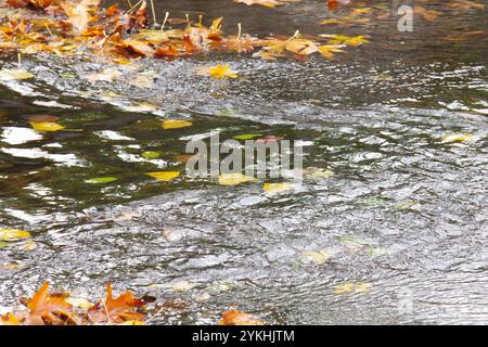 feuilles coulantes sur l'eau Banque D'Images