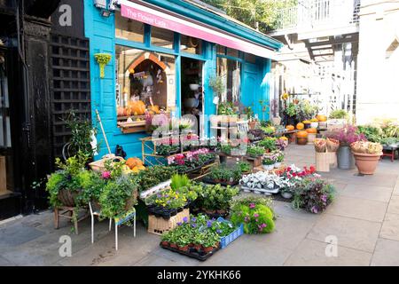 The Flower Lady Nursery Plant magasin extérieur des affaires à Herne Hill automne octobre 2024 Londres Angleterre Royaume-Uni KATHY DEWITT Banque D'Images